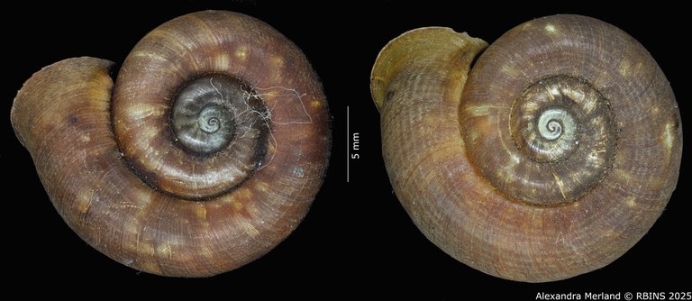 BE-RBINS-INV-MT-4269-Cyclotus-ternatanus-type-D.jpg BE-RBINS-INV-MT-4269-Cyclotus-ternatanus-type-D.jpg