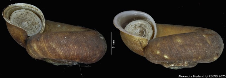 BE-RBINS-INV-MT-4269-Cyclotus-ternatanus-type-L.jpg BE-RBINS-INV-MT-4269-Cyclotus-ternatanus-type-L.jpg