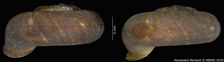 BE-RBINS-INV-MT-4269-Cyclotus-ternatanus-type-L2.jpg BE-RBINS-INV-MT-4269-Cyclotus-ternatanus-type-L2.jpg
