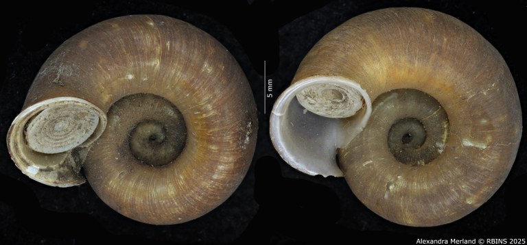 BE-RBINS-INV-MT-4269-Cyclotus-ternatanus-type-V.jpg BE-RBINS-INV-MT-4269-Cyclotus-ternatanus-type-V.jpg