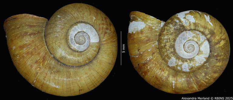 BE-RBINS-INV-MT-4268-Cyclotus-tubaeformis-st-D.jpg BE-RBINS-INV-MT-4268-Cyclotus-tubaeformis-st-D.jpg