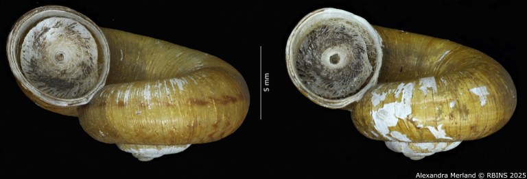BE-RBINS-INV-MT-4268-Cyclotus-tubaeformis-st-L.jpg BE-RBINS-INV-MT-4268-Cyclotus-tubaeformis-st-L.jpg