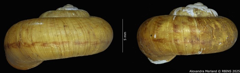 BE-RBINS-INV-MT-4268-Cyclotus-tubaeformis-st-L2.jpg BE-RBINS-INV-MT-4268-Cyclotus-tubaeformis-st-L2.jpg