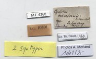 BE-RBINS-INV-MT-4268-Cyclotus-tubaeformis-st-label.jpg BE-RBINS-INV-MT-4268-Cyclotus-tubaeformis-st-label.jpg