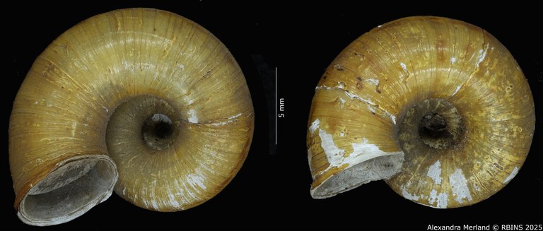 BE-RBINS-INV-MT-4268-Cyclotus-tubaeformis-st-V.jpg BE-RBINS-INV-MT-4268-Cyclotus-tubaeformis-st-V.jpg