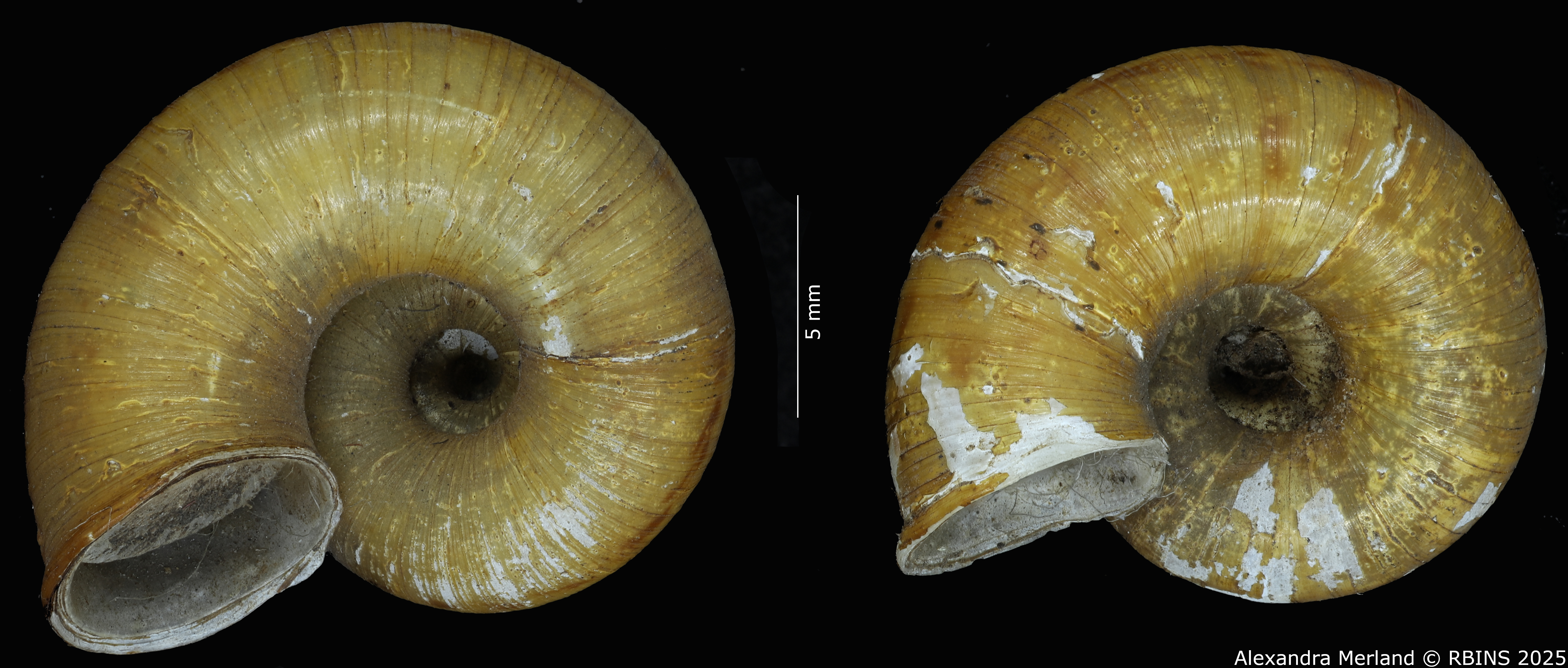 BE-RBINS-INV-MT-4268-Cyclotus-tubaeformis-st-V.jpg