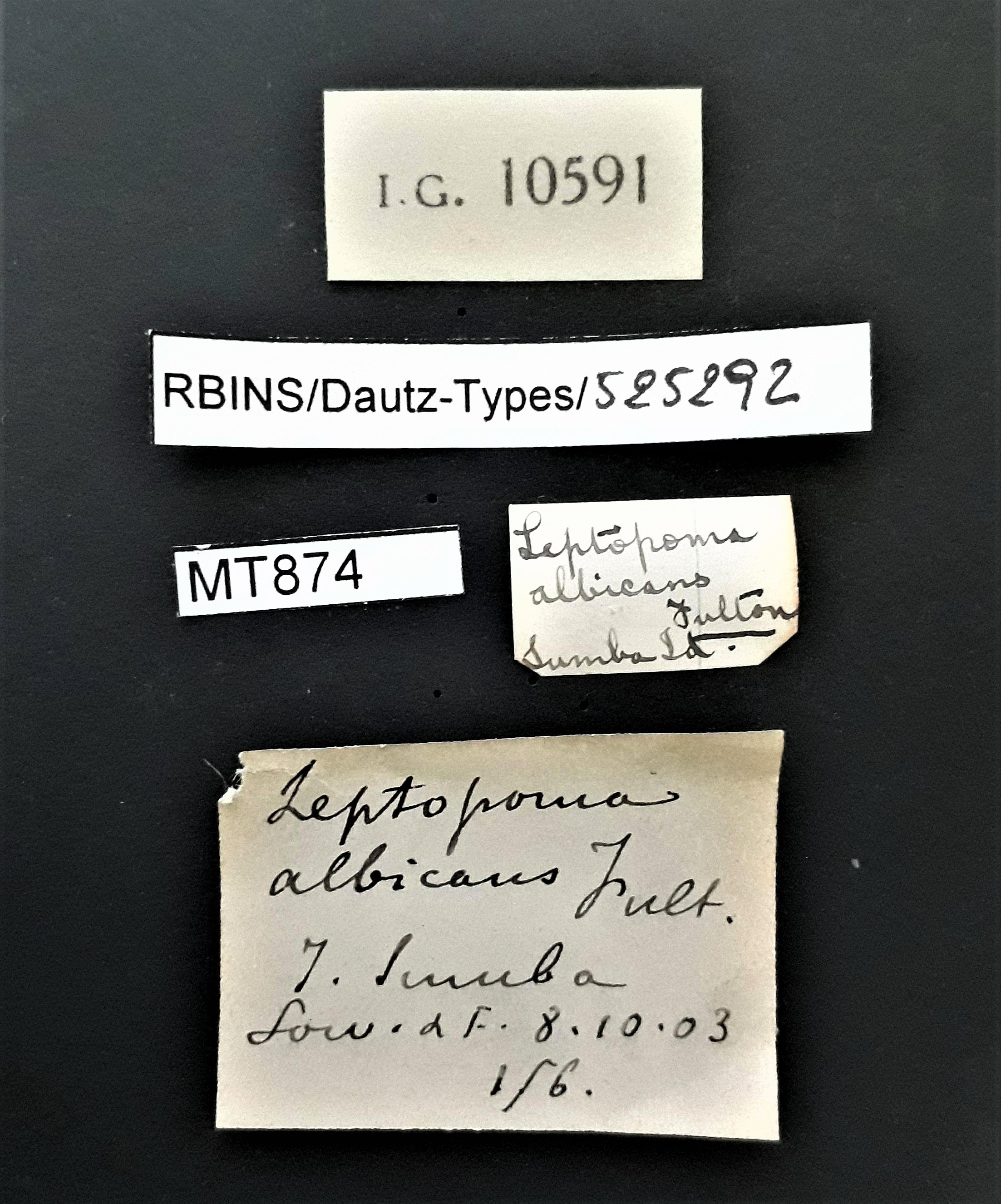 BE-RBINS-INV MT 874 Leptopoma albicans labels.jpg