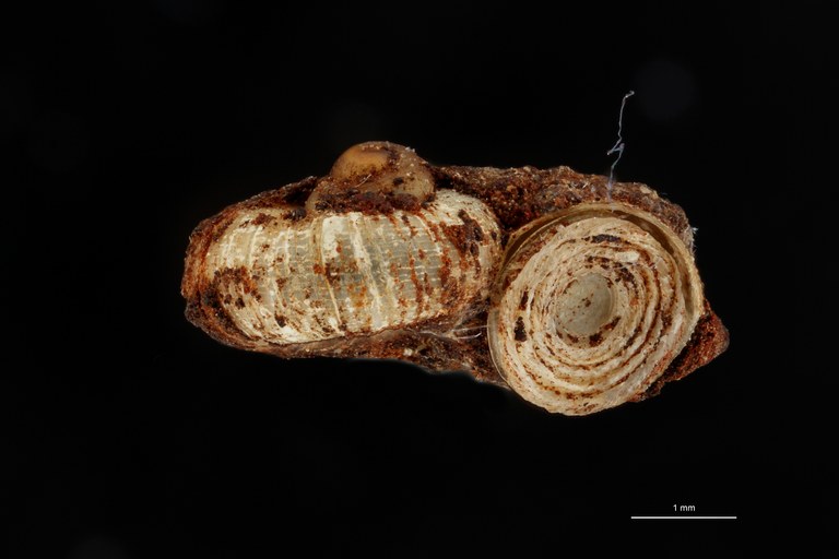 BE-RBINS-INV HOLOTYPE MT 178 Platyraphe iredalei LATERAL ZS DMap Scaled.jpg