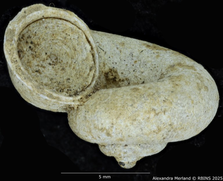 BE-RBINS-INV-MT-2020-Platyrhaphe-demangei-st-L.jpg BE-RBINS-INV-MT-2020-Platyrhaphe-demangei-st-L.jpg