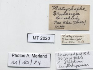 BE-RBINS-INV-MT-2020-Platyrhaphe-demangei-st-label.jpg BE-RBINS-INV-MT-2020-Platyrhaphe-demangei-st-label.jpg