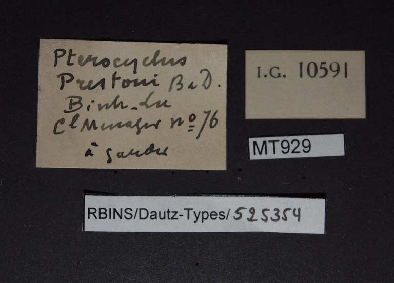 BE-RBINS-INV PARATYPE MT 929 Pterocyclus prestoni labels.jpg