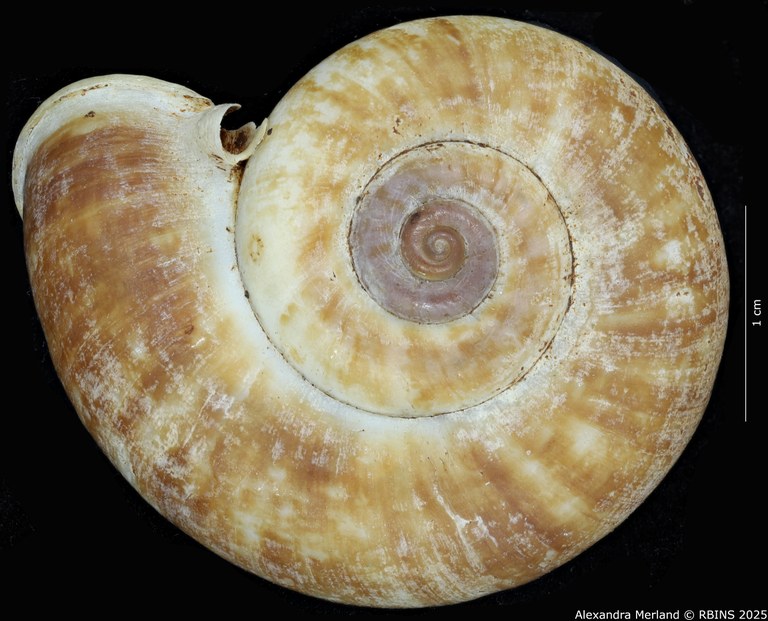 BE-RBINS-INV-MT-4236-Rhiostoma-morleti-st-D.jpg BE-RBINS-INV-MT-4236-Rhiostoma-morleti-st-D.jpg