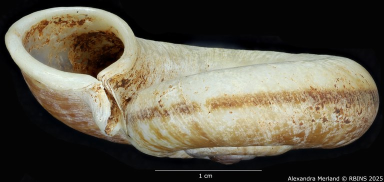 BE-RBINS-INV-MT-4236-Rhiostoma-morleti-st-L.jpg BE-RBINS-INV-MT-4236-Rhiostoma-morleti-st-L.jpg