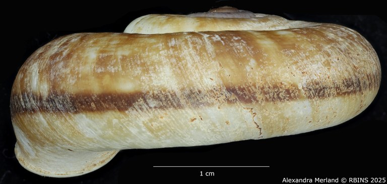 BE-RBINS-INV-MT-4236-Rhiostoma-morleti-st-L2.jpg BE-RBINS-INV-MT-4236-Rhiostoma-morleti-st-L2.jpg