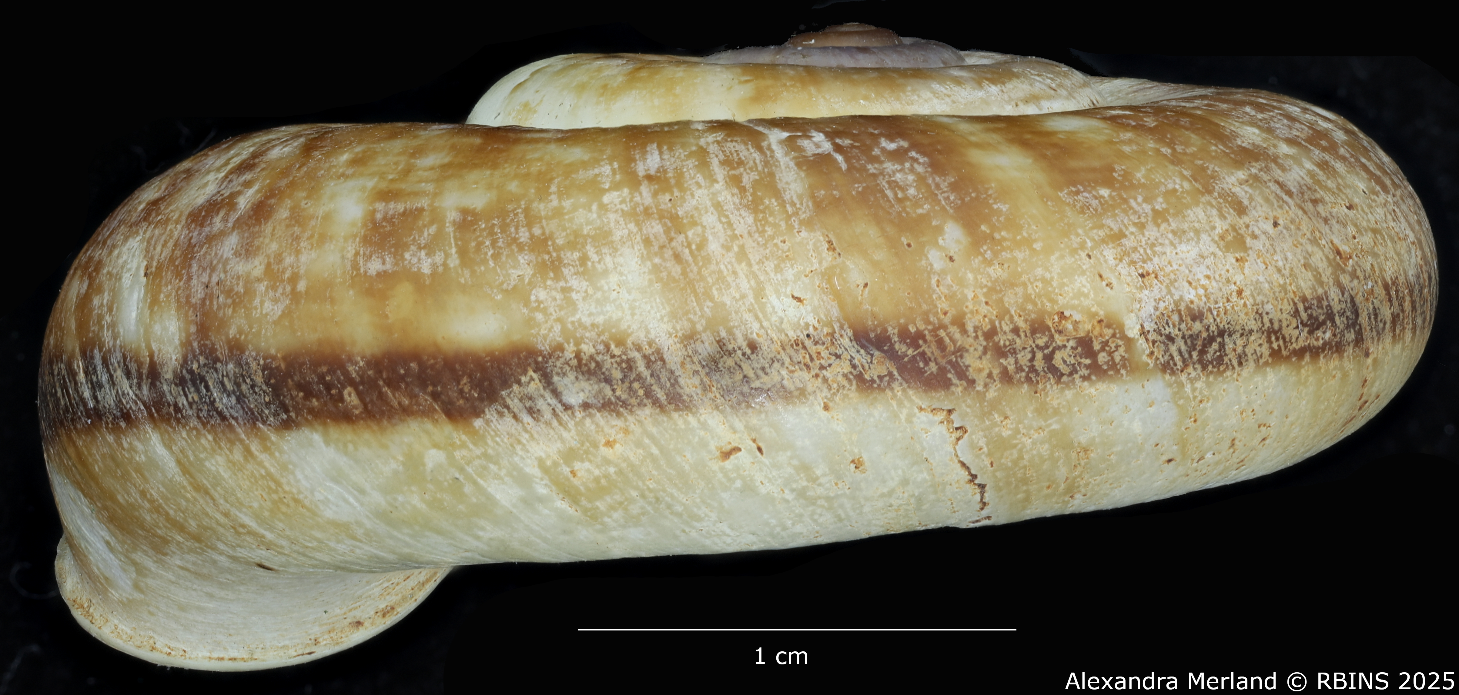 BE-RBINS-INV-MT-4236-Rhiostoma-morleti-st-L2.jpg