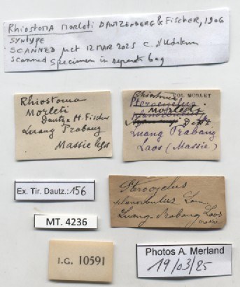 BE-RBINS-INV-MT-4236-Rhiostoma-morleti-st-label.jpg BE-RBINS-INV-MT-4236-Rhiostoma-morleti-st-label.jpg