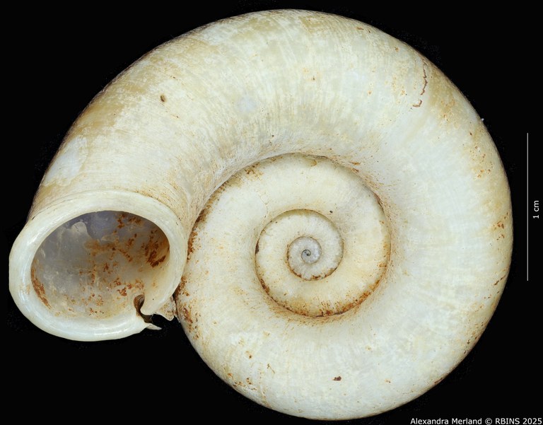 BE-RBINS-INV-MT-4236-Rhiostoma-morleti-st-V.jpg BE-RBINS-INV-MT-4236-Rhiostoma-morleti-st-V.jpg