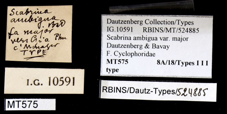 BE-RBINS-INV TYPE MT 575 Scabrina ambigua var. major LABELS.jpg