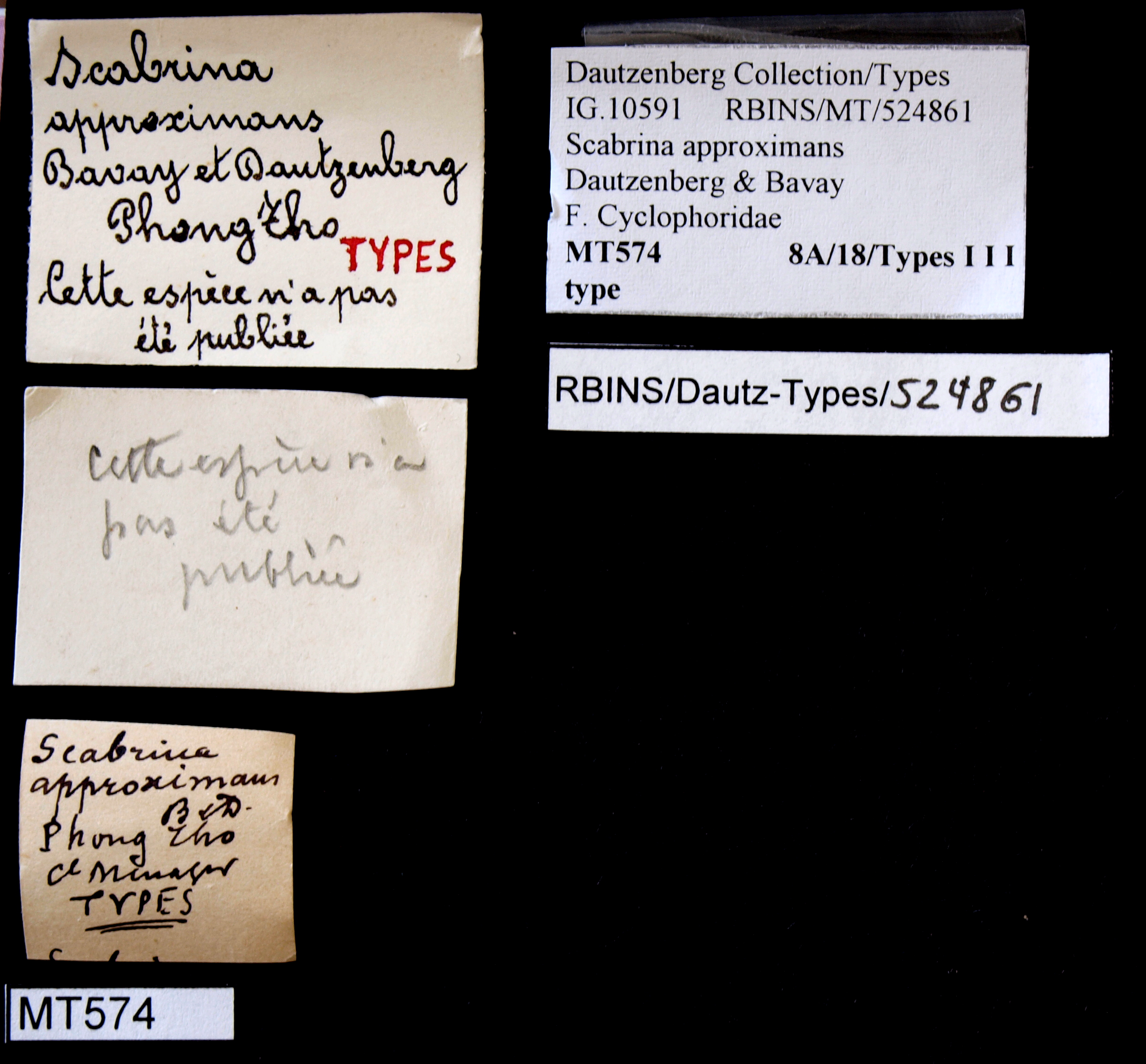 BE-RBINS-INV TYPE MT 574 Scabrina approximans LABELS.jpg