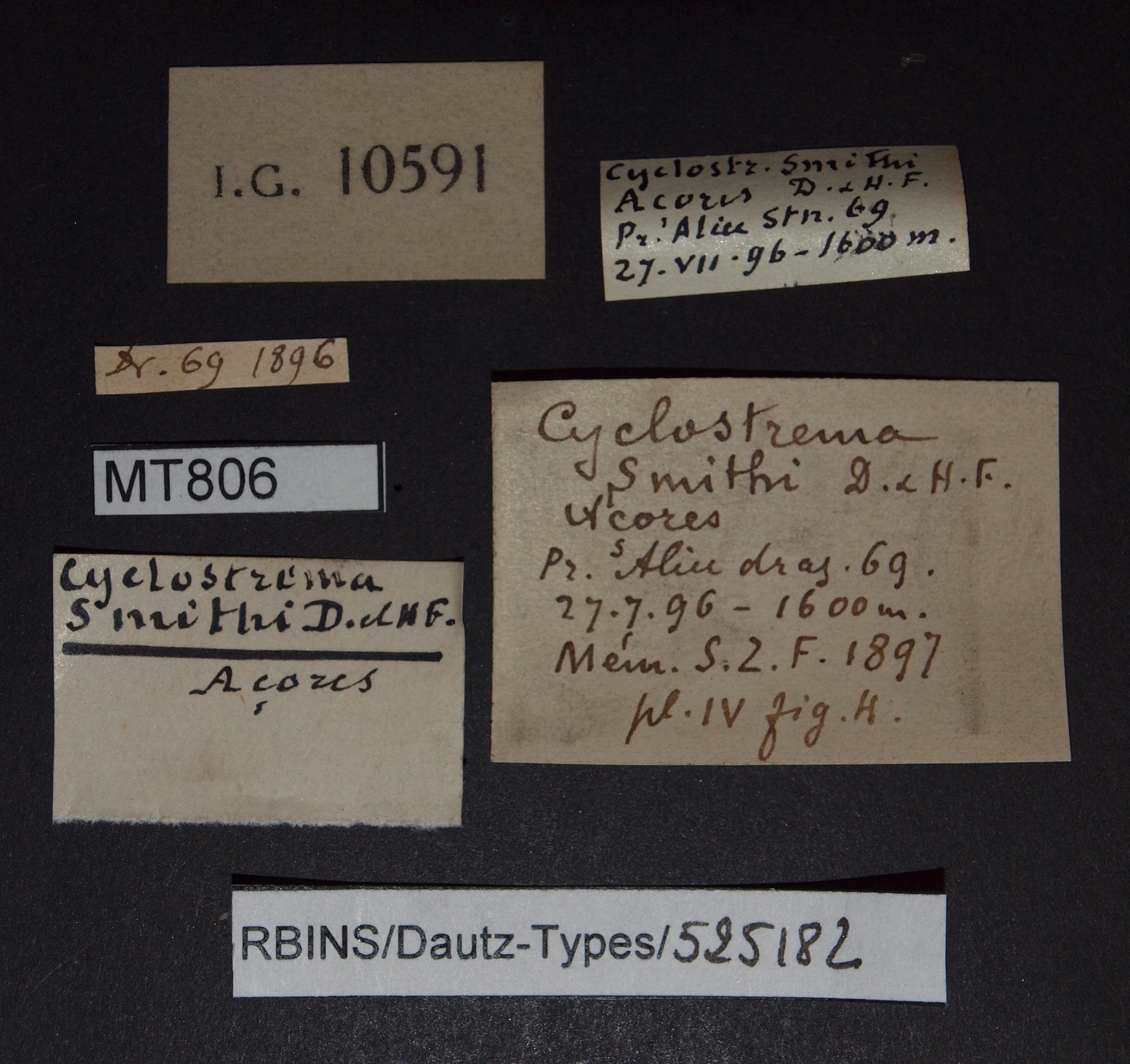 BE-RBINS-INV PARATYPE MT 807 Cyclostrema smithi LABELS.jpg