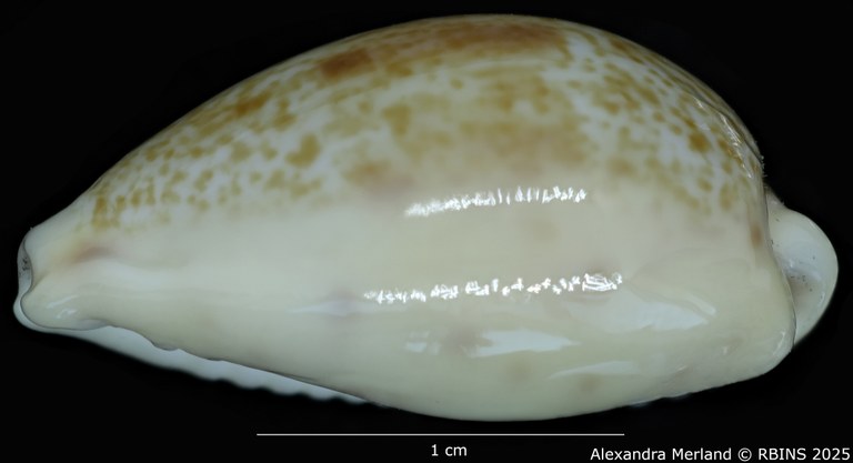 BE-RBINS-INV-MT-3631-Contradusta-lapillus-pt-L.jpg BE-RBINS-INV-MT-3631-Contradusta-lapillus-pt-L.jpg