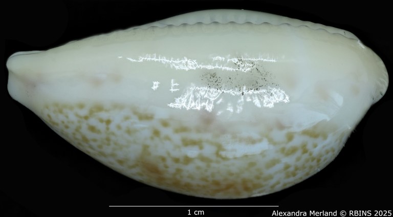 BE-RBINS-INV-MT-3631-Contradusta-lapillus-pt-L2.jpg BE-RBINS-INV-MT-3631-Contradusta-lapillus-pt-L2.jpg