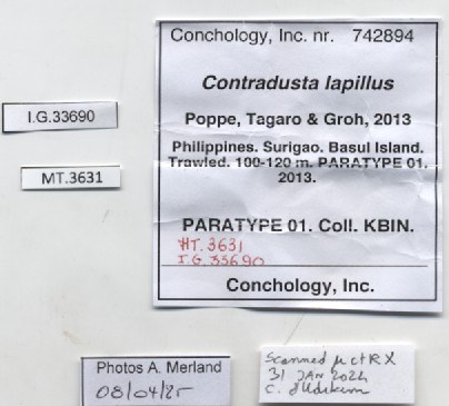 BE-RBINS-INV-MT-3631-Contradusta-lapillus-pt-label.jpg BE-RBINS-INV-MT-3631-Contradusta-lapillus-pt-label.jpg