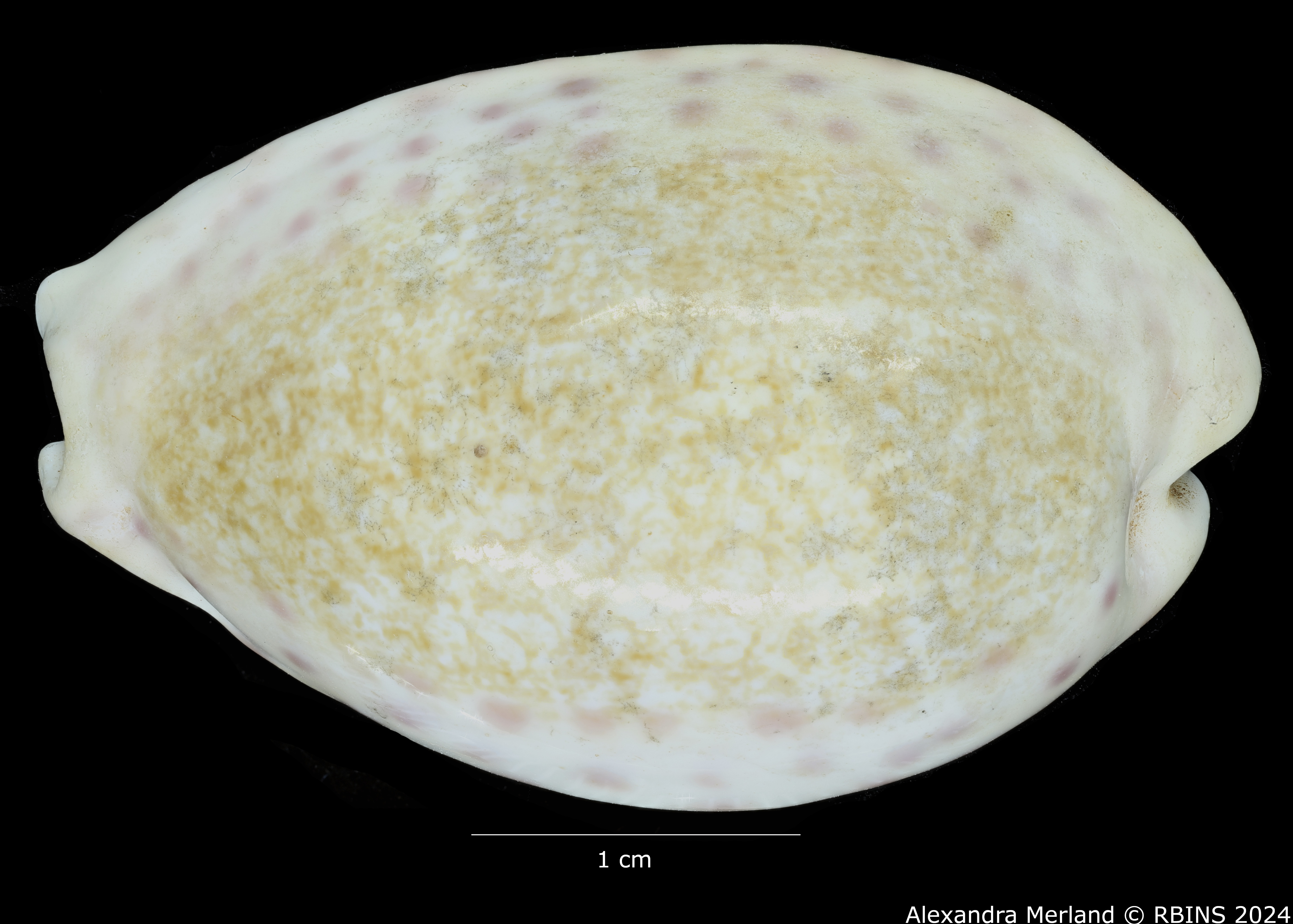 BE-RBINS-INV-MT-2492-Cribraria-chinensis-variolaria-colorata-ht-D.jpg