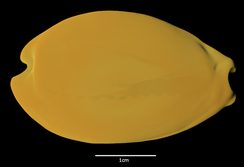 BE-RBINS-INV-MT-2492-Cribraria-chinensis-variolaria-colorata-ht-dorsal-SMALL.jpg
