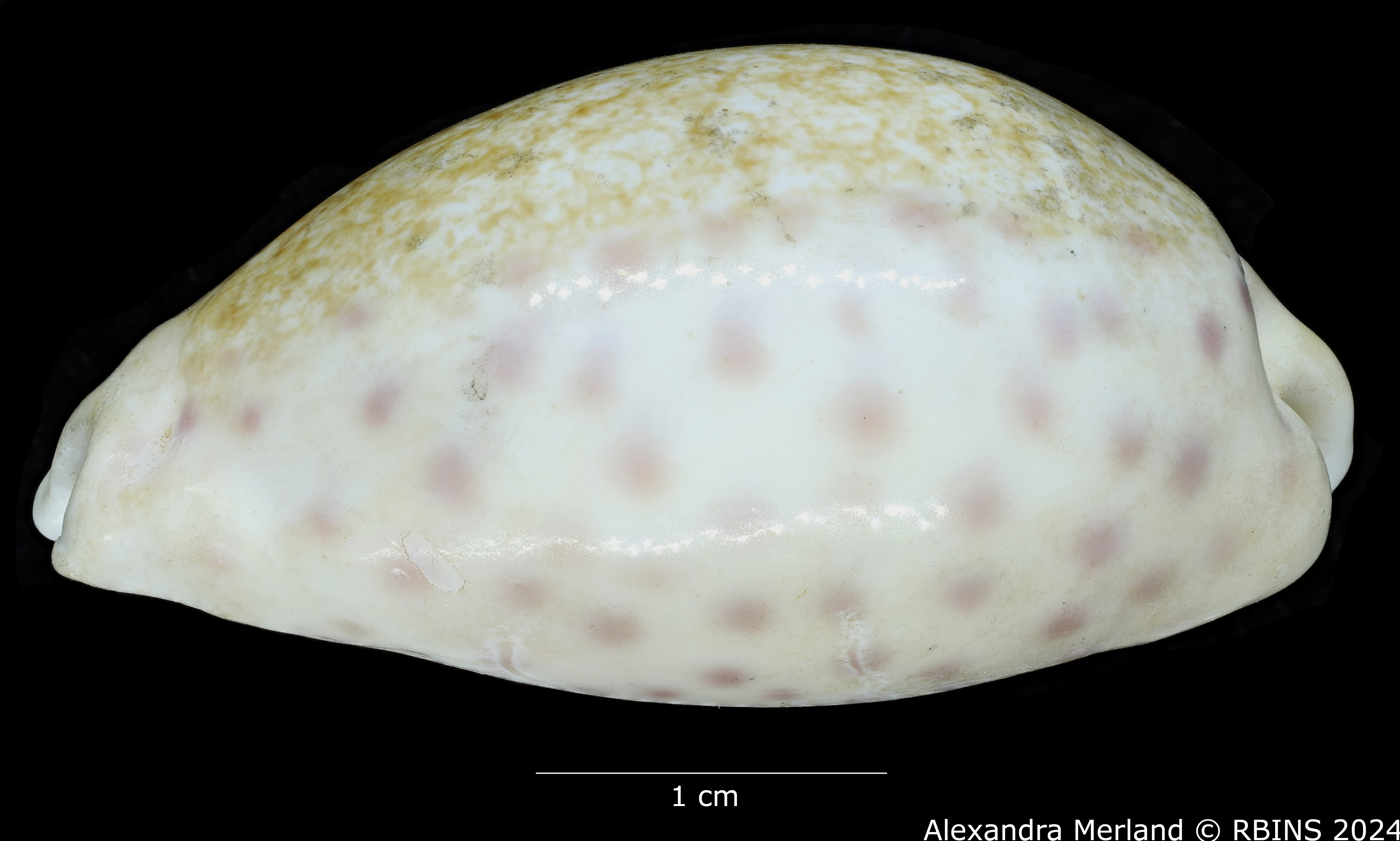 BE-RBINS-INV-MT-2492-Cribraria-chinensis-variolaria-colorata-ht-L2.jpg