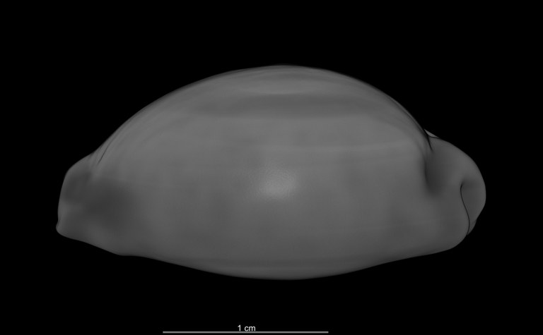 BE-RBINS-INV HOLOTYPE MT 2493 Cribraria chinensis variolaria var. convergens LEFT MICROCT RX.jpg