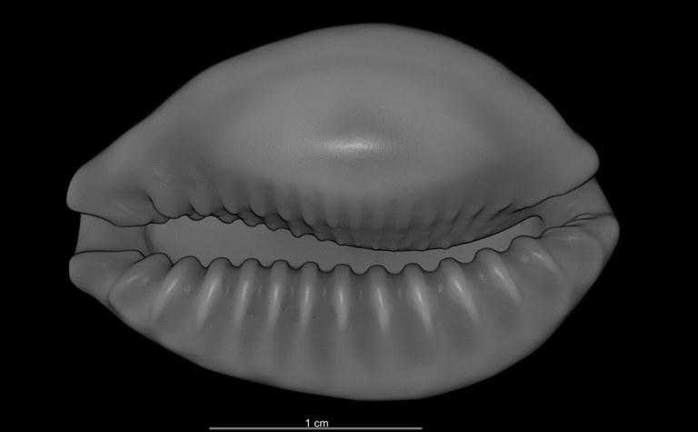 BE-RBINS-INV HOLOTYPE MT 2493 Cribraria chinensis variolaria var. convergens ORAL MICROCT RX.jpg
