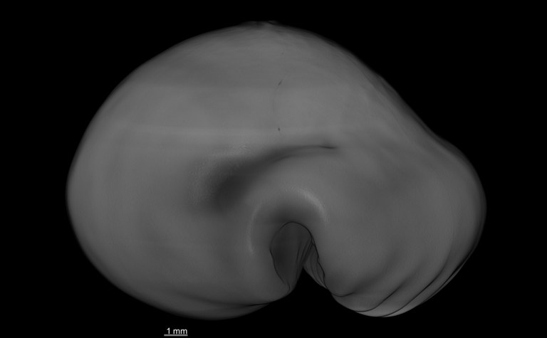 BE-RBINS-INV HOLOTYPE MT 2493 Cribraria chinensis variolaria var. convergens POSTERIOR MICROCT RX.jpg