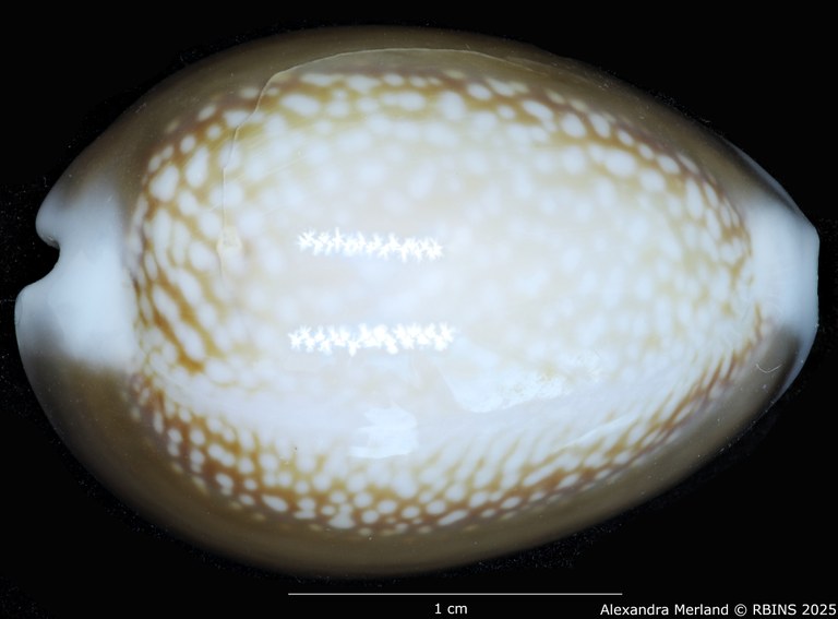 BE-RBINS-INV-MT-443-Cypraea-caputdraconis-poppei-ht-D.jpg BE-RBINS-INV-MT-443-Cypraea-caputdraconis-poppei-ht-D.jpg