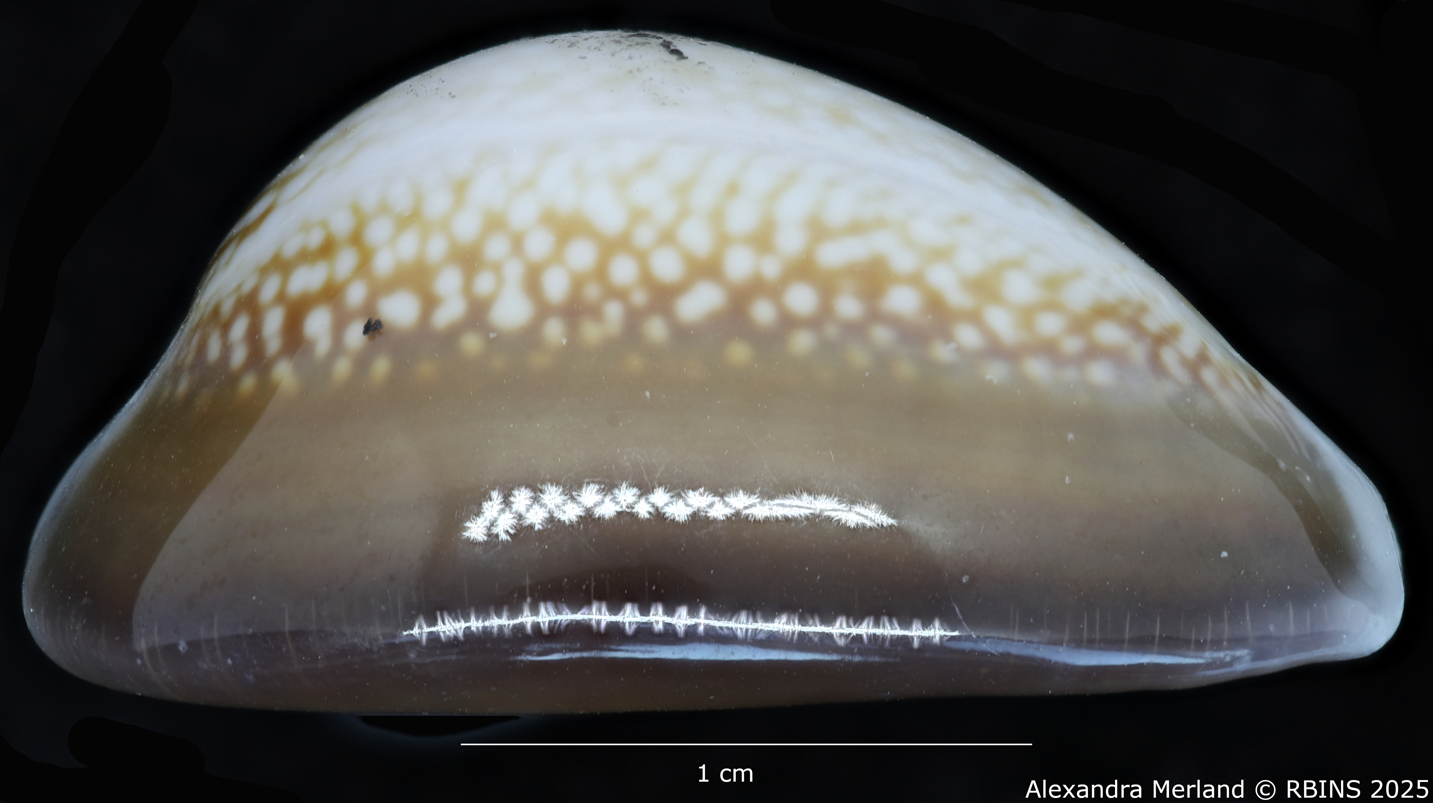 BE-RBINS-INV-MT-443-Cypraea-caputdraconis-poppei-ht-L.jpg