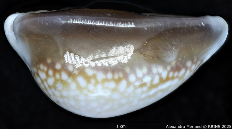 BE-RBINS-INV-MT-443-Cypraea-caputdraconis-poppei-ht-L2.jpg BE-RBINS-INV-MT-443-Cypraea-caputdraconis-poppei-ht-L2.jpg