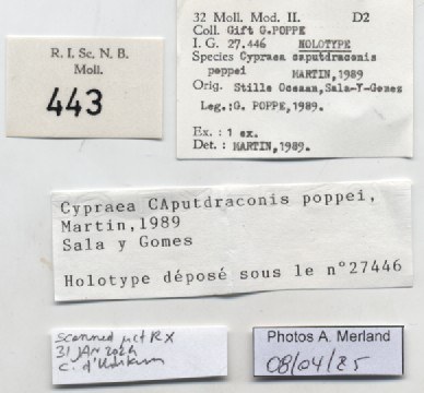 BE-RBINS-INV-MT-443-Cypraea-caputdraconis-poppei-ht-label.jpg BE-RBINS-INV-MT-443-Cypraea-caputdraconis-poppei-ht-label.jpg