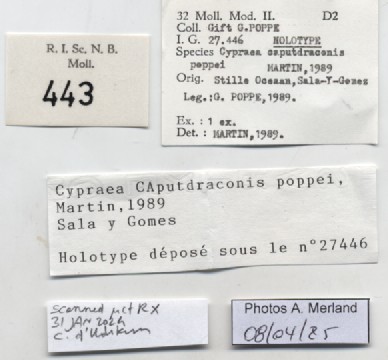 BE-RBINS-INV-MT-443-Cypraea-caputdraconis-poppei-ht-label.jpg