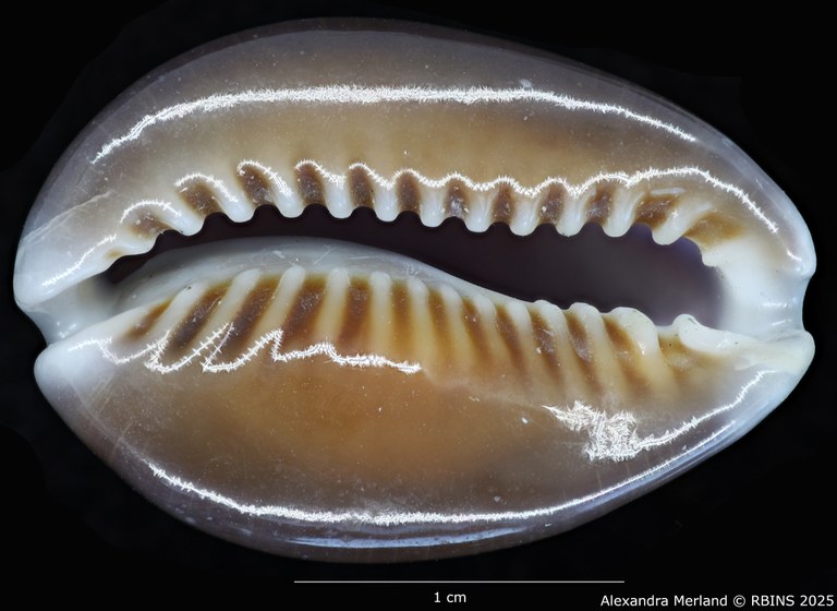 BE-RBINS-INV-MT-443-Cypraea-caputdraconis-poppei-ht-V.jpg BE-RBINS-INV-MT-443-Cypraea-caputdraconis-poppei-ht-V.jpg