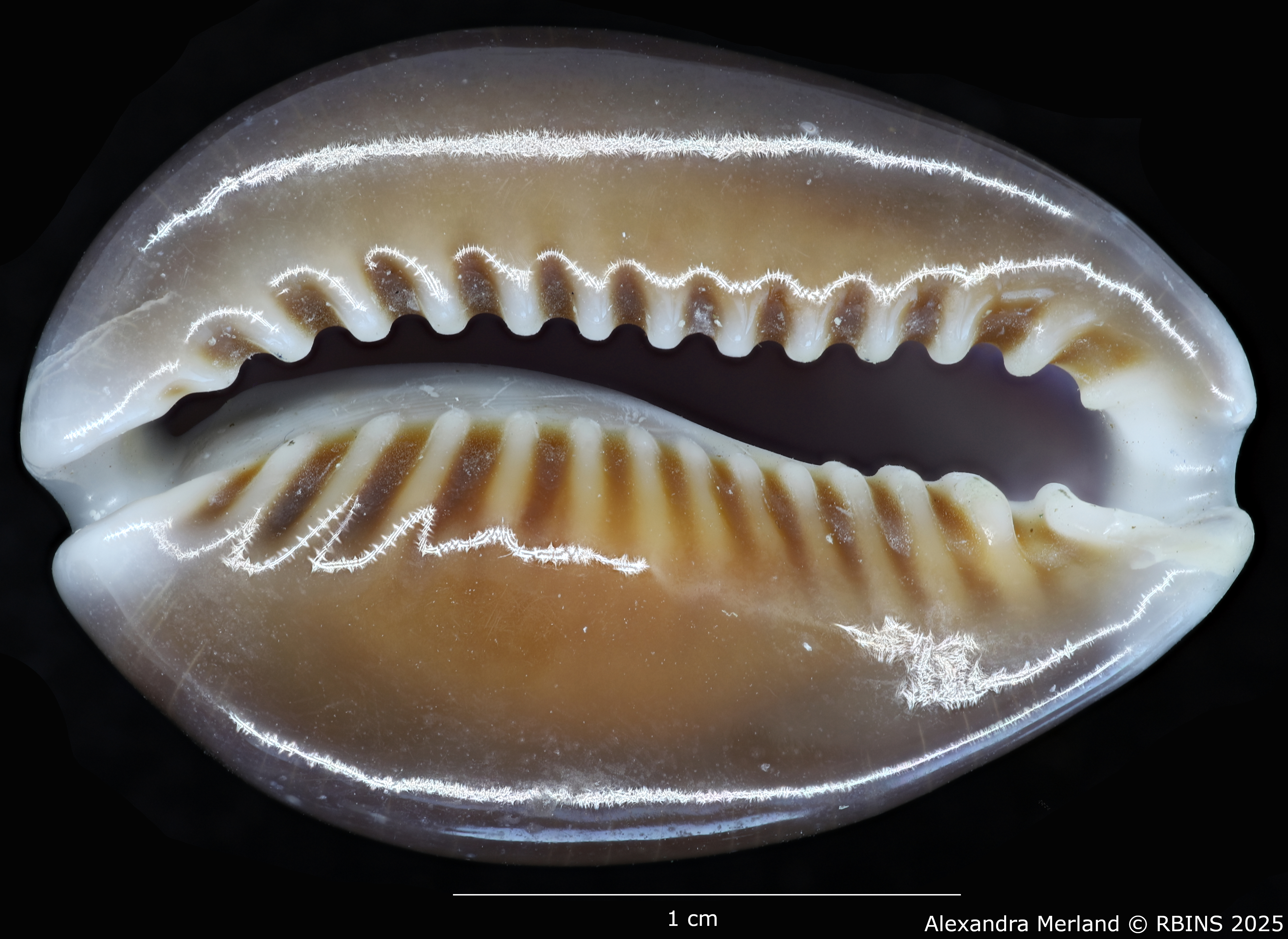 BE-RBINS-INV-MT-443-Cypraea-caputdraconis-poppei-ht-V.jpg