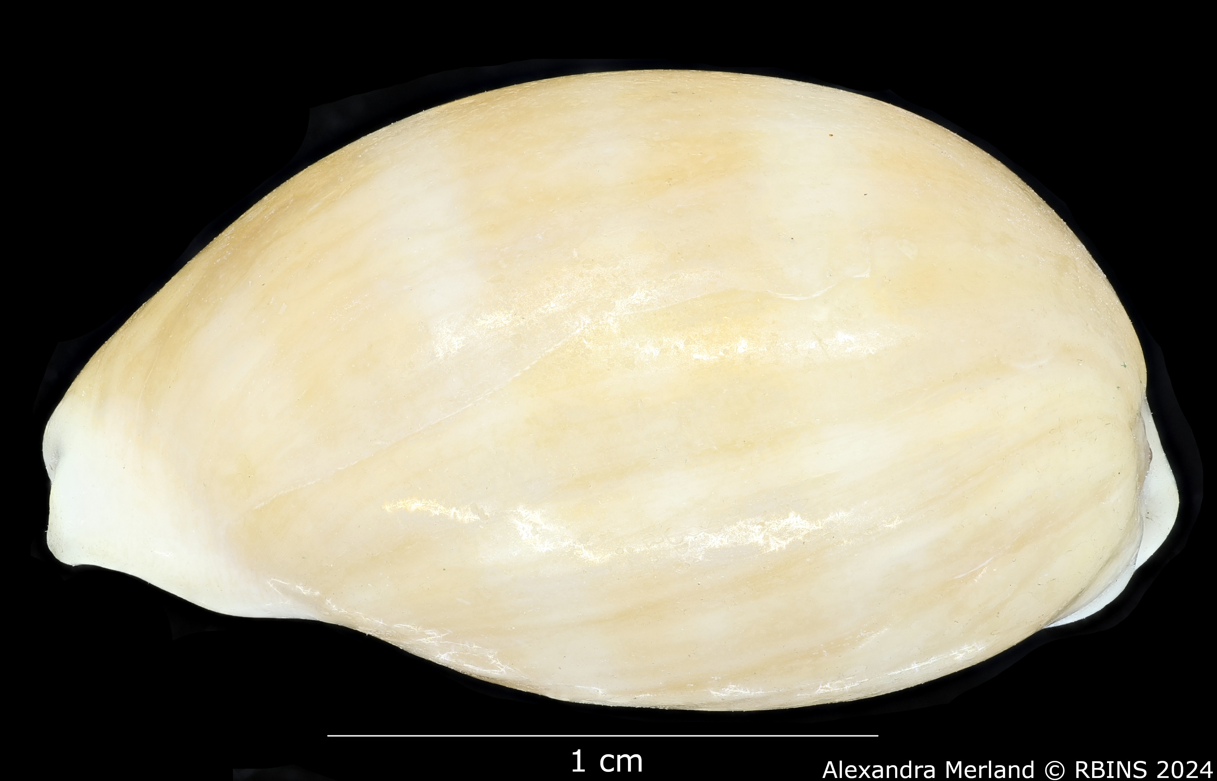 BE-RBINS-INV-MT-2495-Cypraea-carneola-sowerbyi-minor-lt-L.jpg