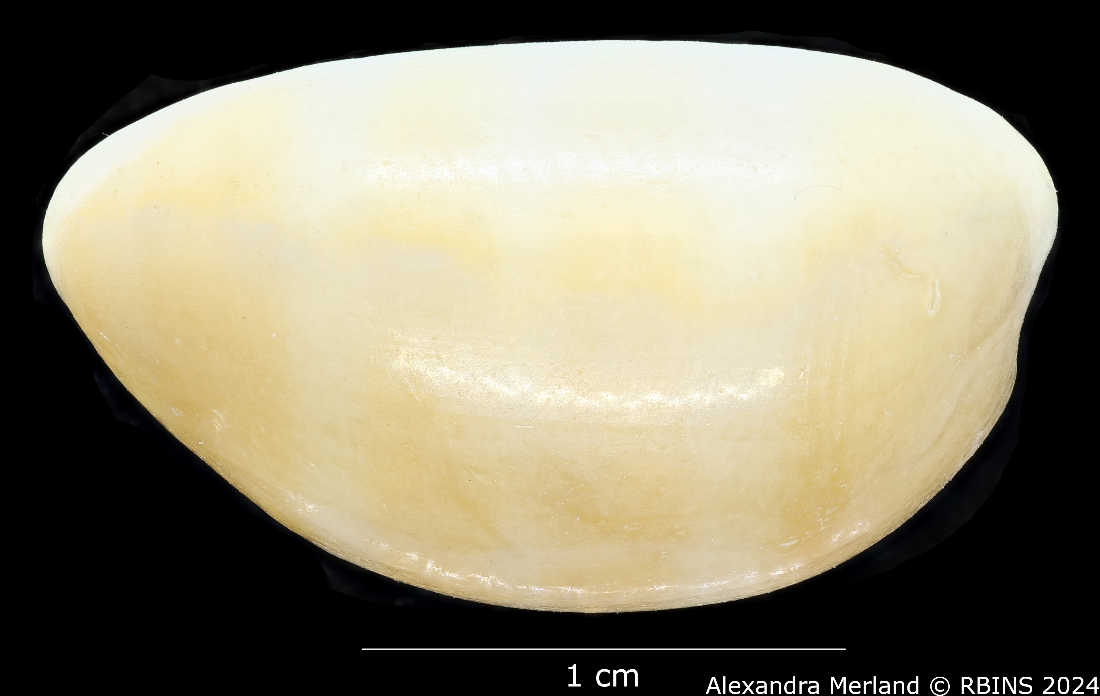 BE-RBINS-INV-MT-2495-Cypraea-carneola-sowerbyi-minor-lt-L2.jpg