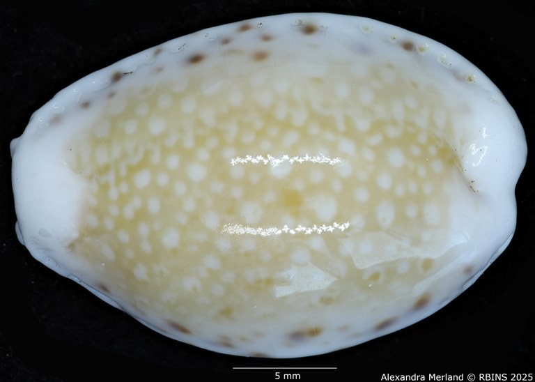 BE-RBINS-INV-MT-431-Cypraea-(Erosaria)-cernica-leforti-ht-D.jpg