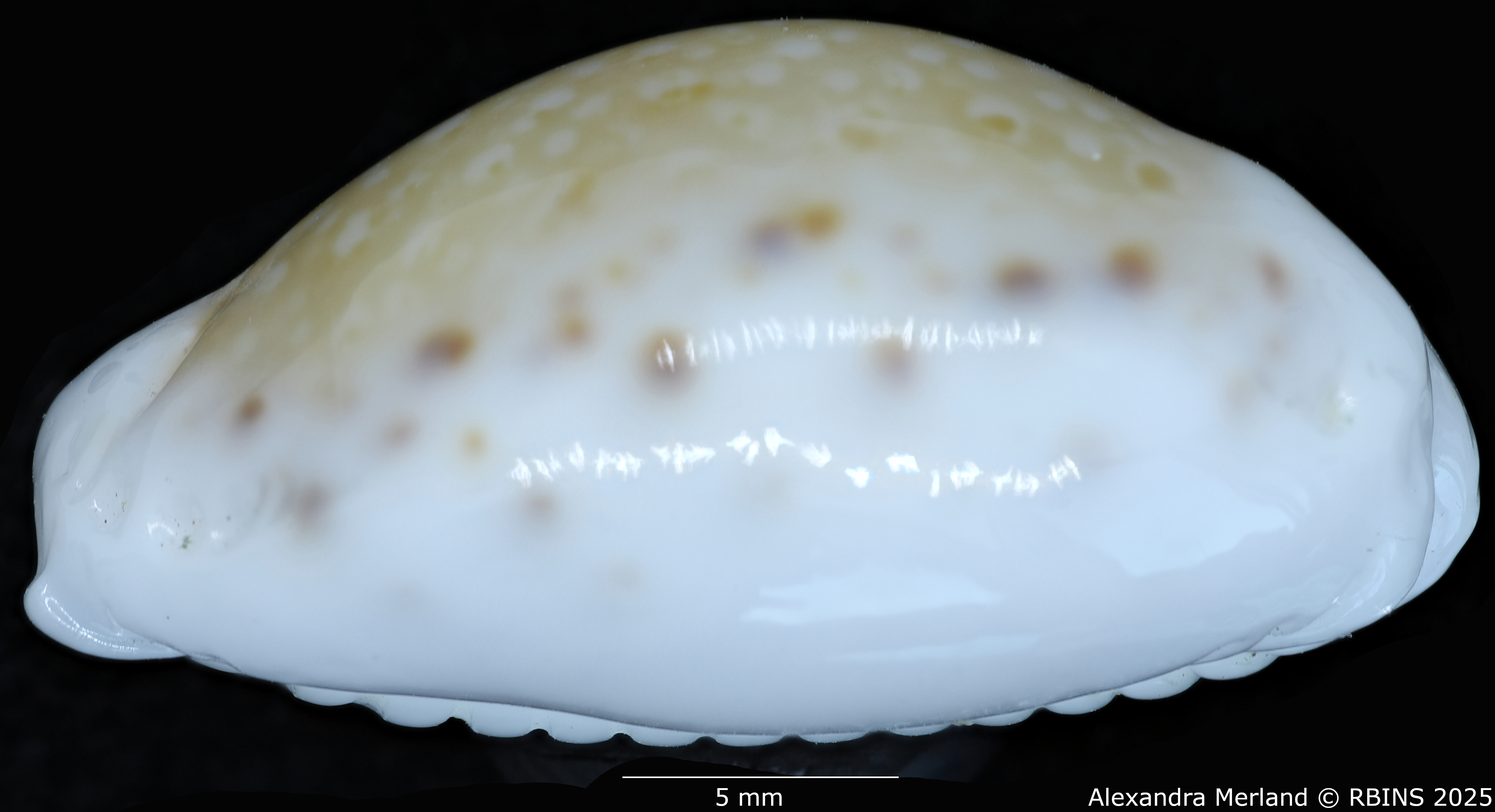 BE-RBINS-INV-MT-431-Cypraea-(Erosaria)-cernica-leforti-ht-L.jpg