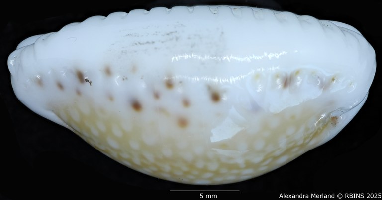 BE-RBINS-INV-MT-431-Cypraea-(Erosaria)-cernica-leforti-ht-L2.jpg