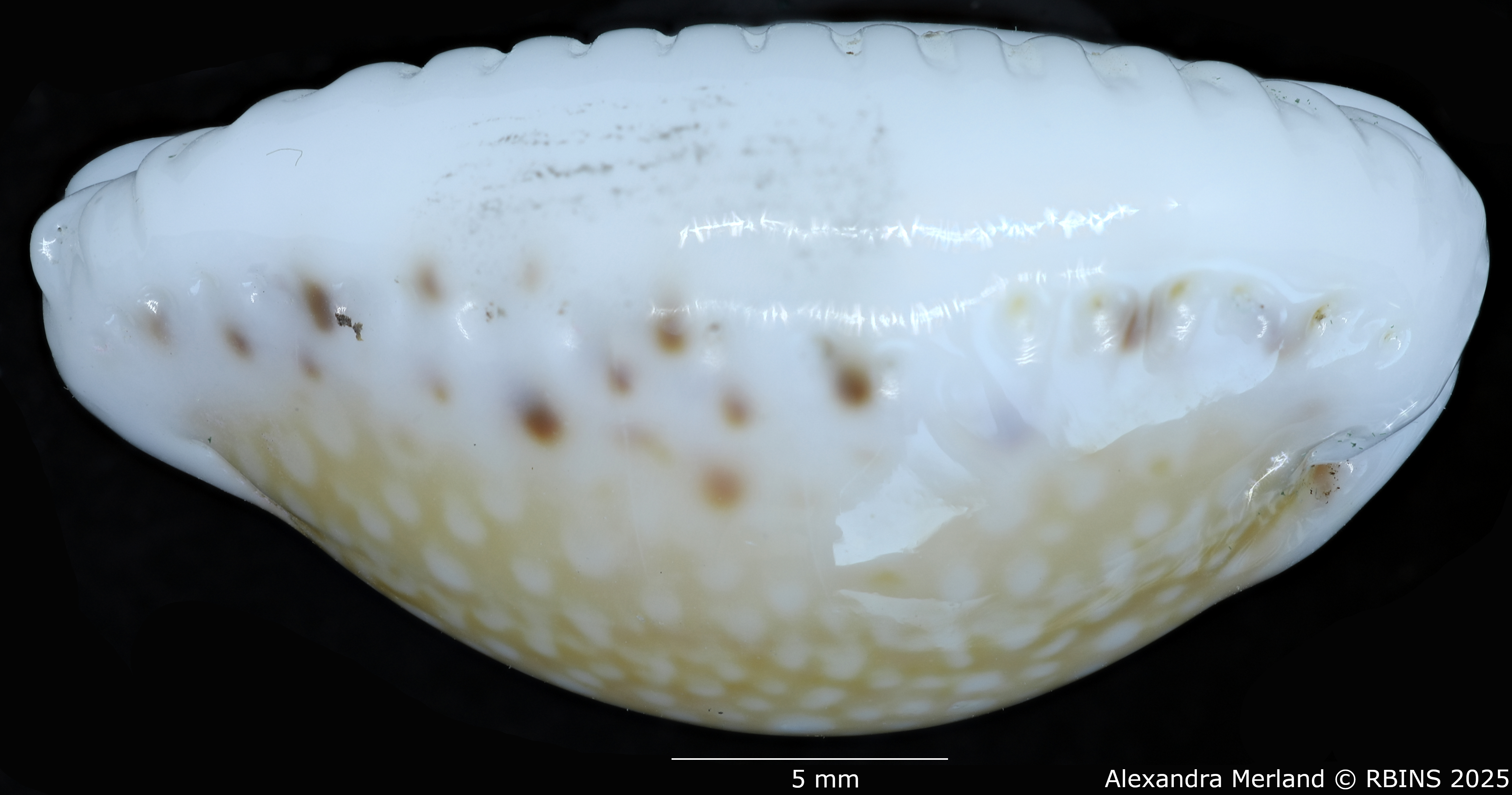 BE-RBINS-INV-MT-431-Cypraea-(Erosaria)-cernica-leforti-ht-L2.jpg