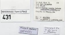 BE-RBINS-INV-MT-431-Cypraea-(Erosaria)-cernica-leforti-ht-label.jpg