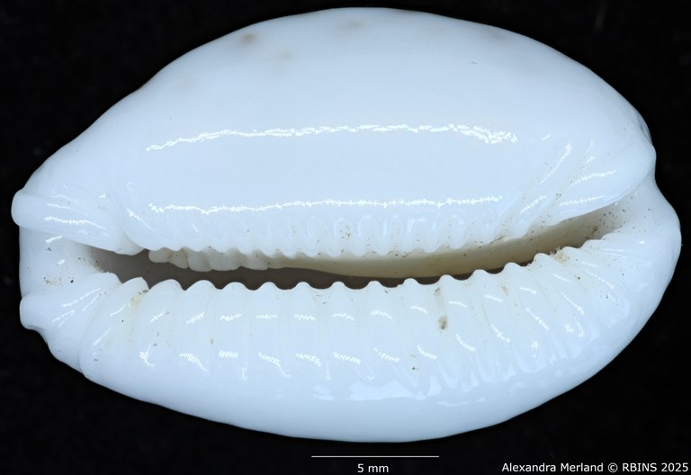 BE-RBINS-INV-MT-431-Cypraea-(Erosaria)-cernica-leforti-ht-V.jpg