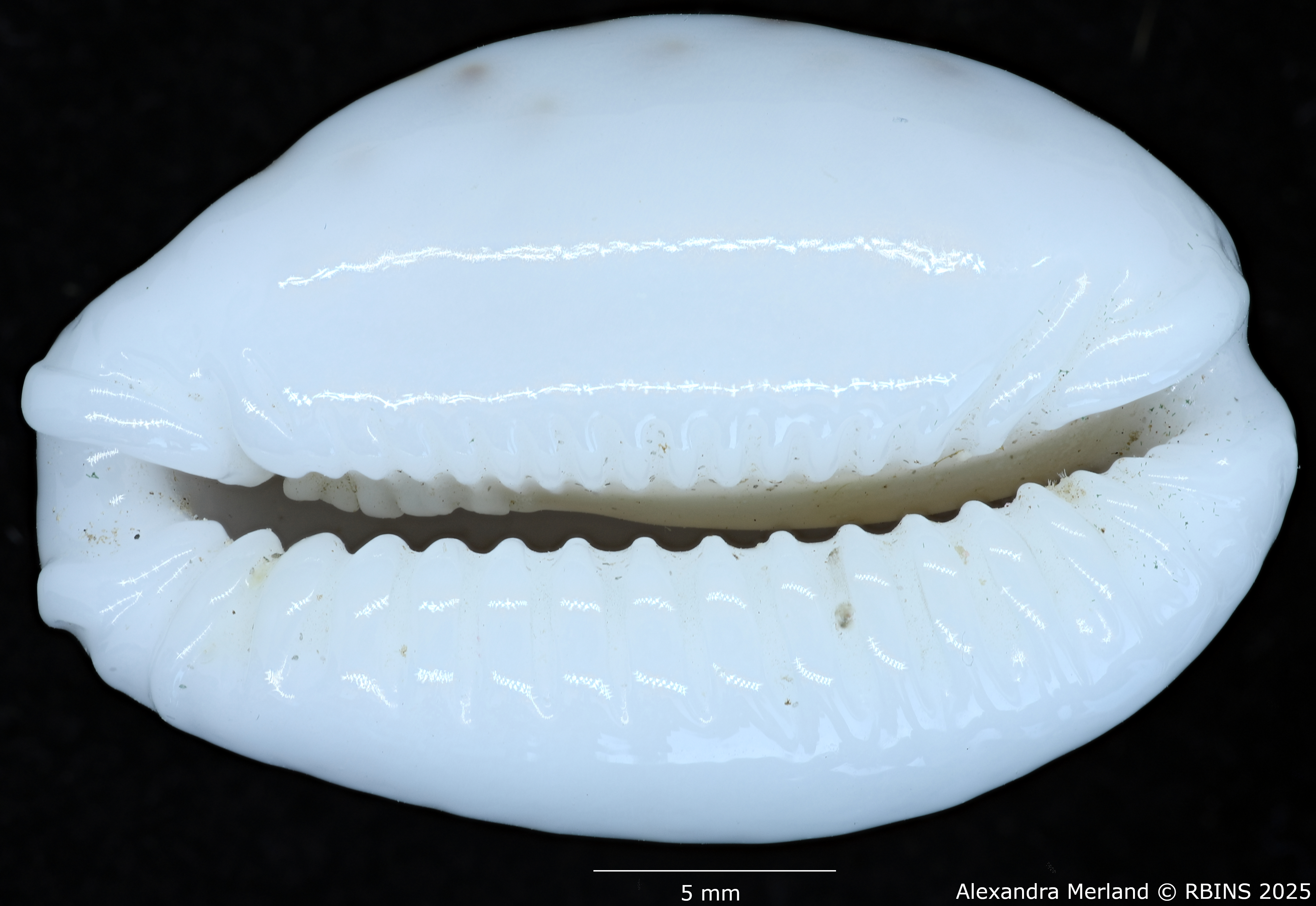 BE-RBINS-INV-MT-431-Cypraea-(Erosaria)-cernica-leforti-ht-V.jpg