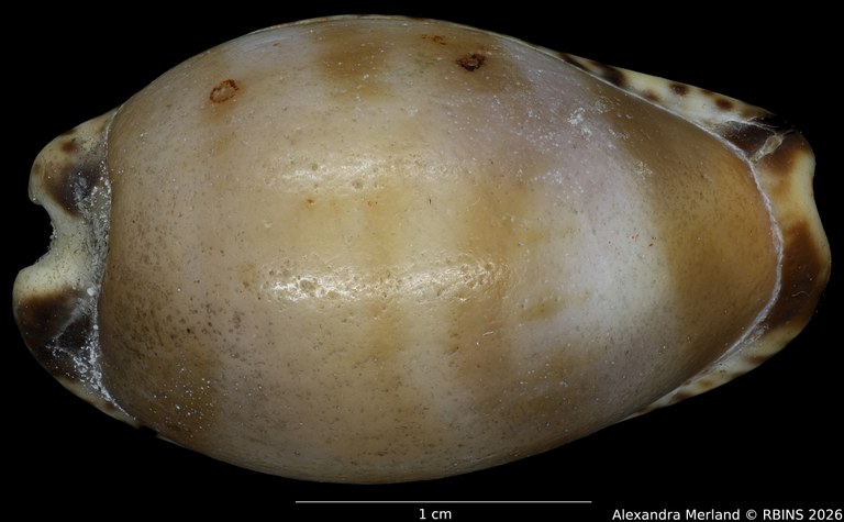 BE-RBINS-INV-HIST-460-Cypraea-nigropunctata-nontype-D.jpg